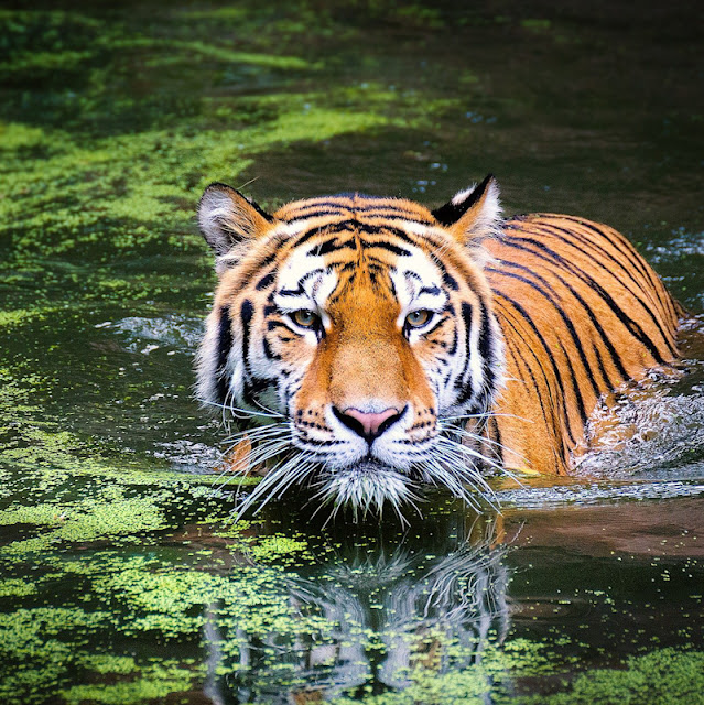 Bengal tiger cooling off in water