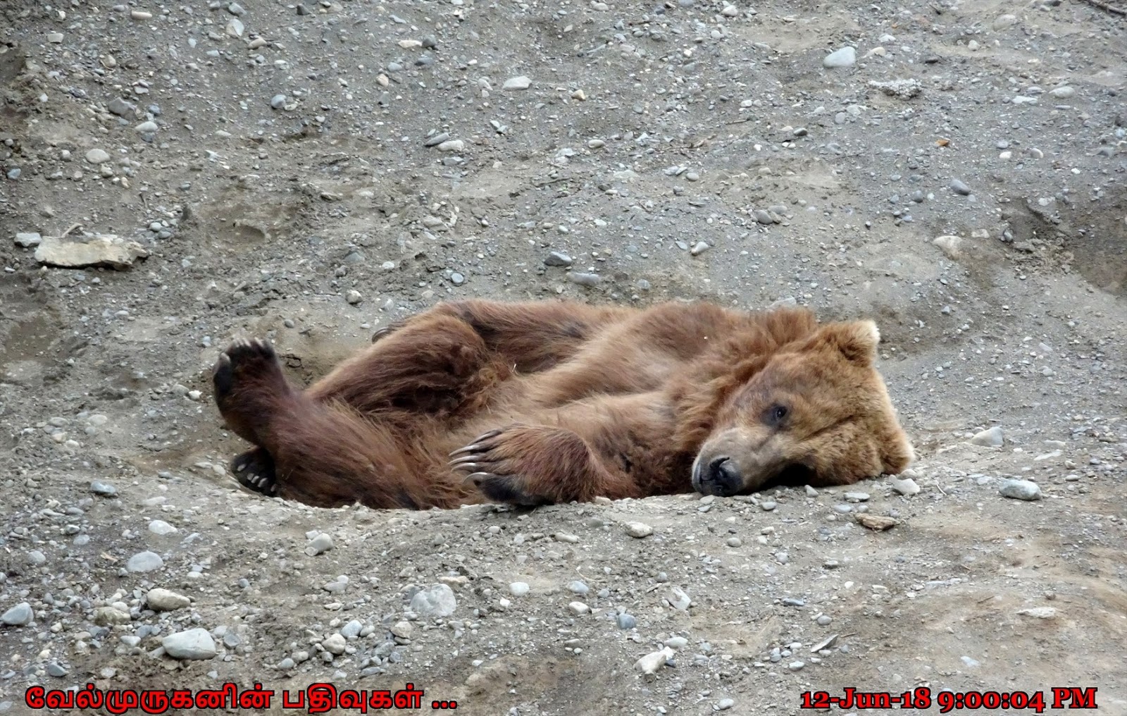 The Alaska Zoo Anchorage Exploring My Life