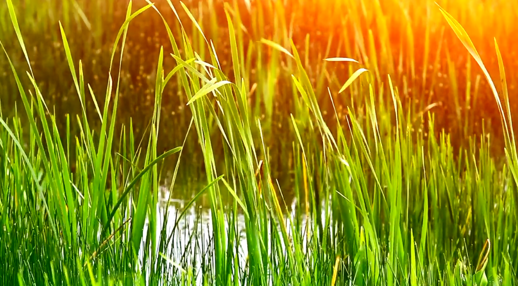 RAWA DAN NAMA-NAMA TEMPAT DI JAKARTA