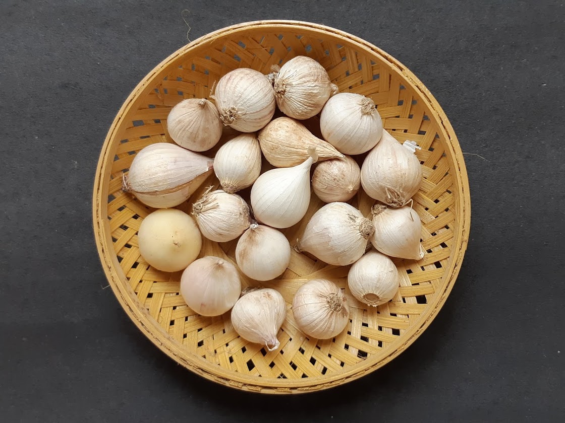 Indian Root Vegetable Panai kizhangu/Palmyra sprout/Odiyal/Thegalu