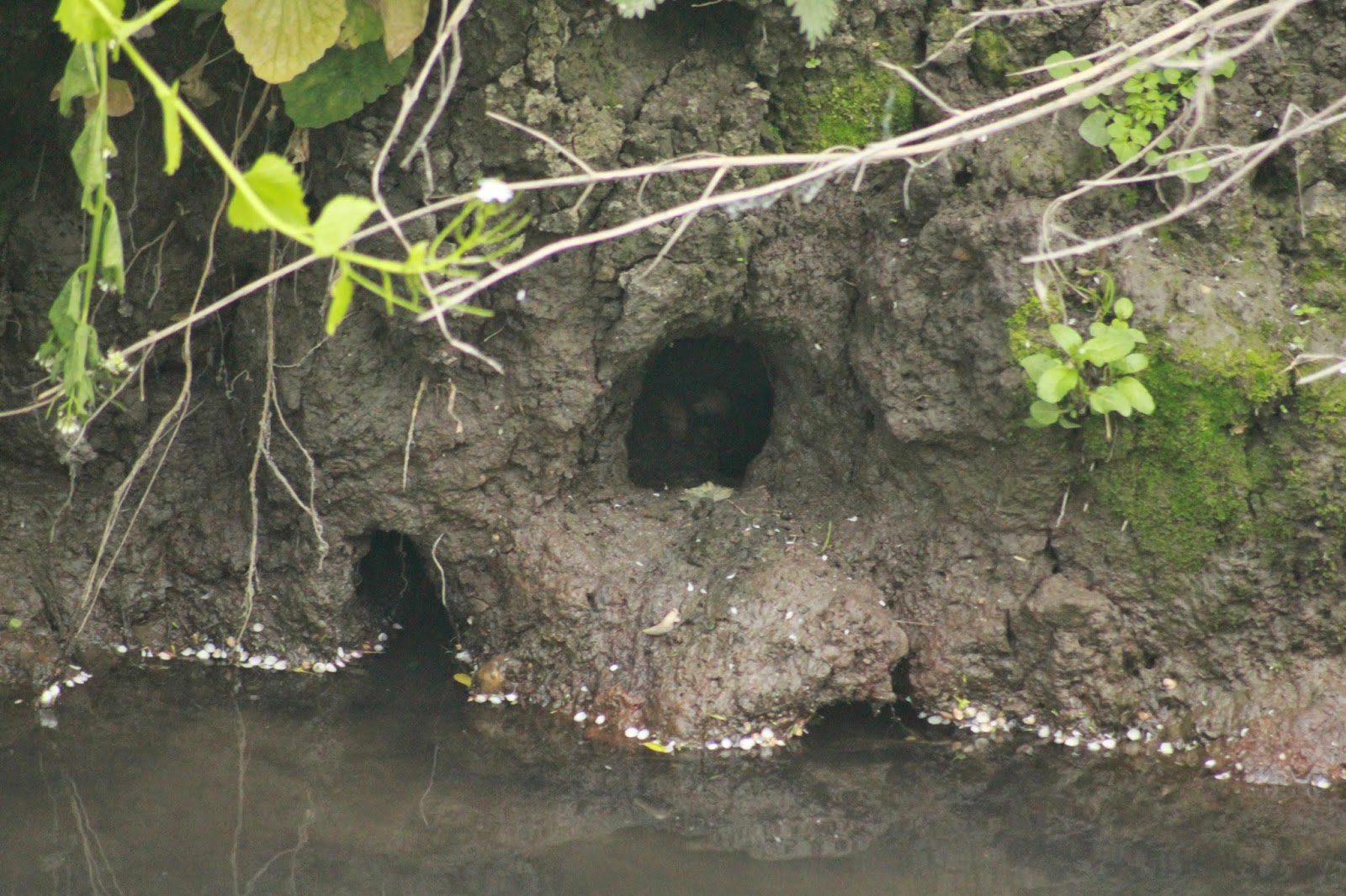 Views of the Ock: Top Ten Tips for watching water voles: