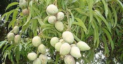 Nama ilmiah tumbuhan mangga