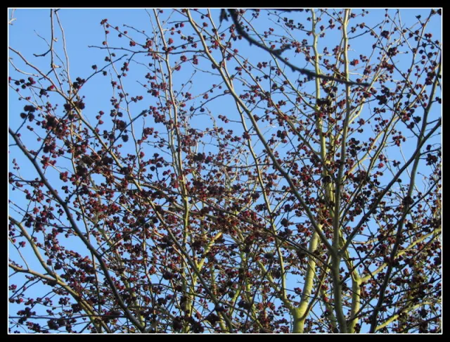 1001 bloemen in Parrotia