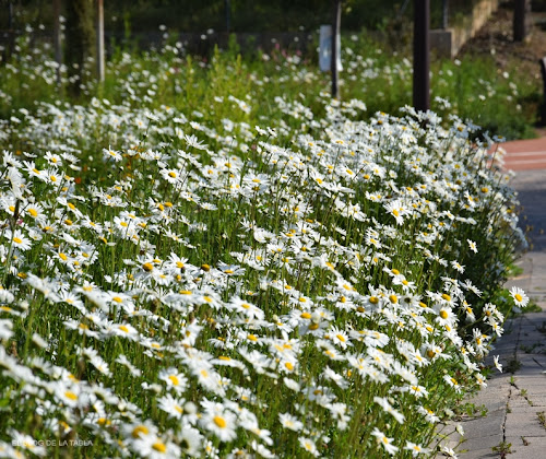 Leucanthemum maximum (margaritón) y sus formas hortícolas cultivadas en jardines