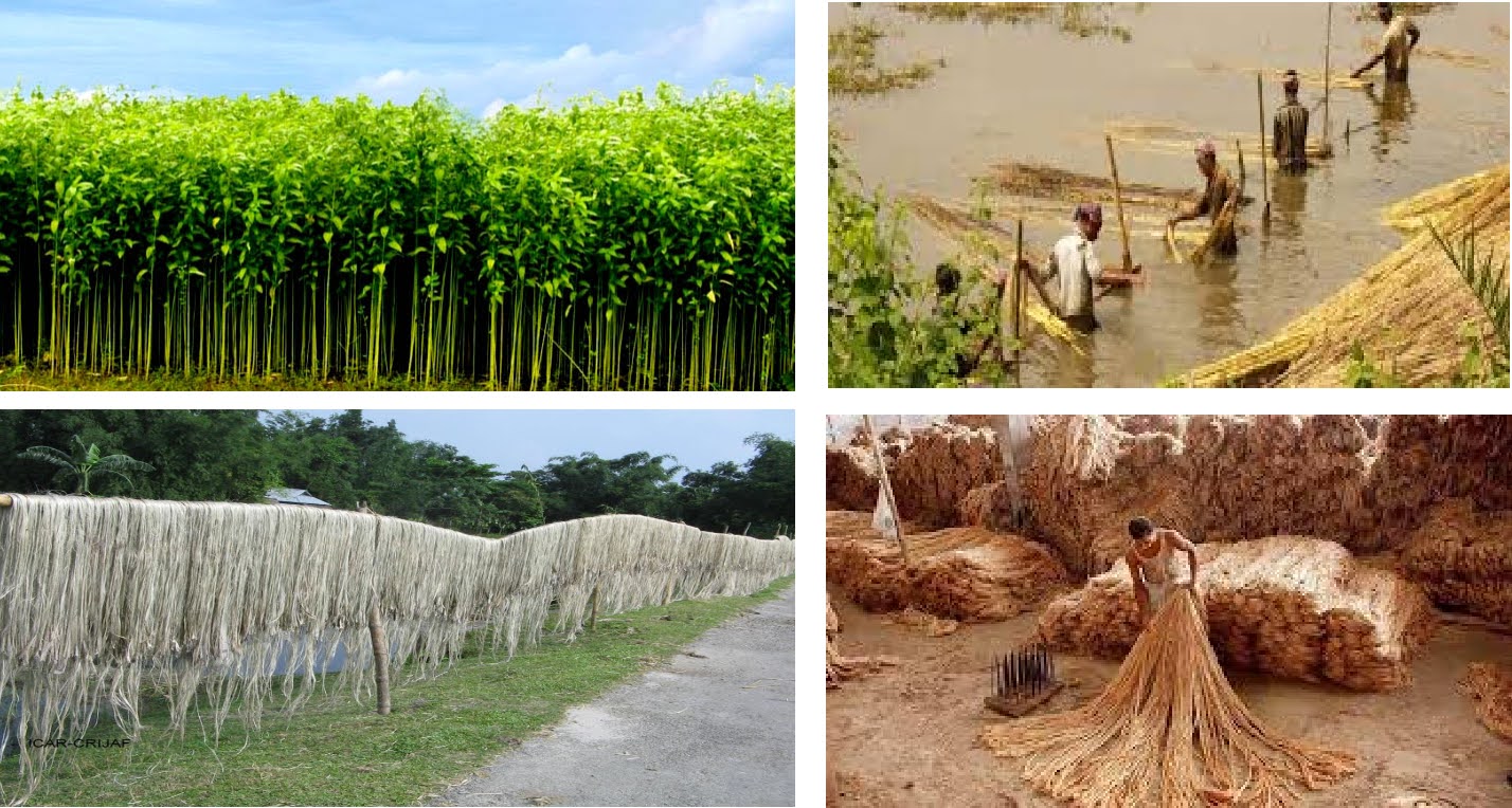 Jute The “Golden Fibre” of Bangladesh An Overview