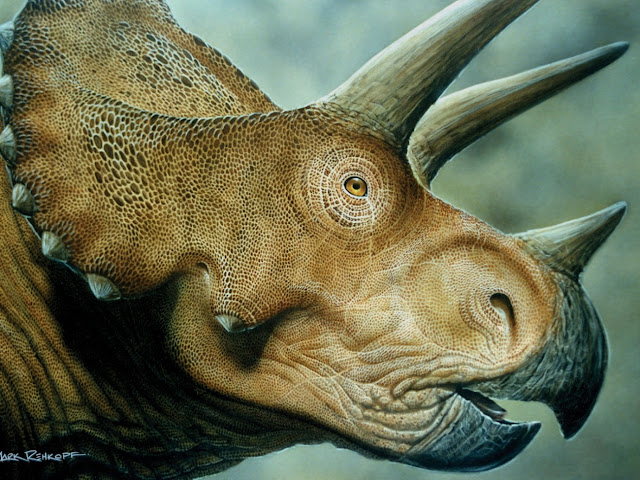 Трицератопс (Triceratops)