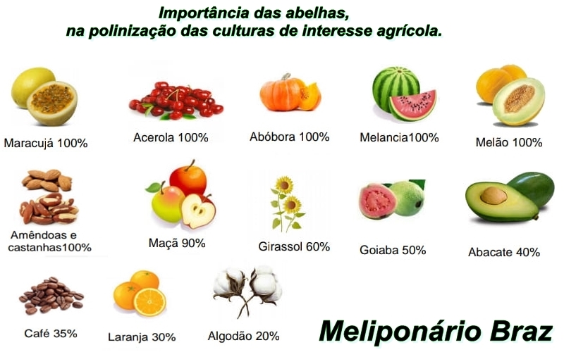 Sem abelhas,sem alimento!