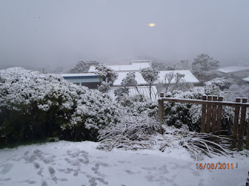 Looking out the living room window