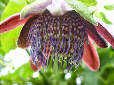 Flor de  Passiflora quadrangularis