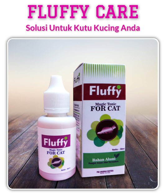 Solusi Untuk Kutu KUcing