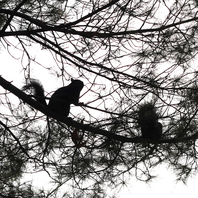 Squirrels of New York City | Linzer Lane Blog Squirrels of New York City | Linzer Lane Blog