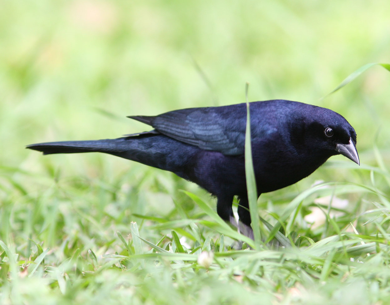 Mundo Animal: Chupim