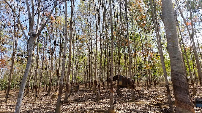 Autumn In Sikney. Percayalah.