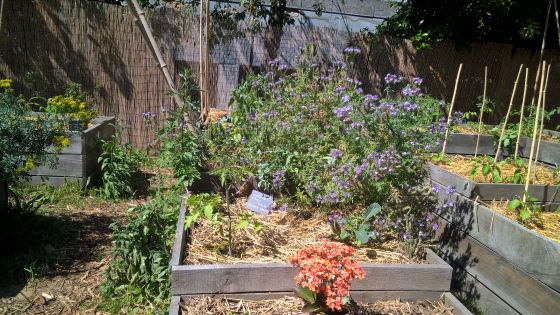 Future Plants By Randy Stewart Syringa Lilac