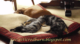 Eclectic Red Barn: Louie, Caleigh, and Marina Sleeping