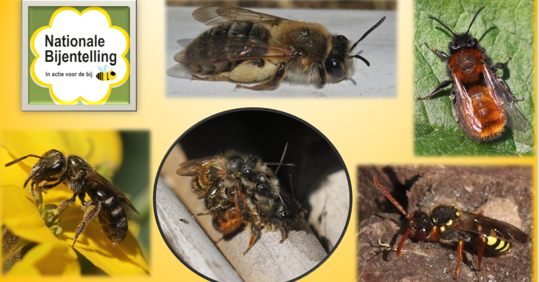 Nationale Bijentelling