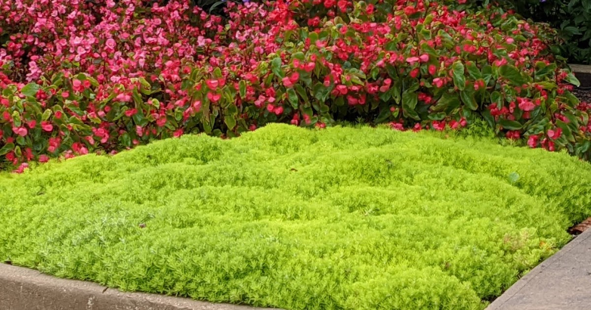 Lemon Coral Sedum Morton Arboretum