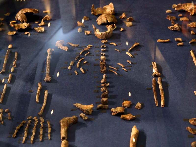 angel falqués 70,000yearold Neanderthal skeleton found in Iraq is ‘truly spectacular find’