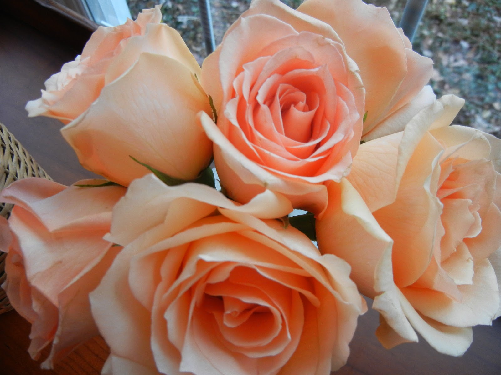 a curious gardener roses in water