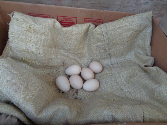 Telur Ayam Kampung di Petarangan