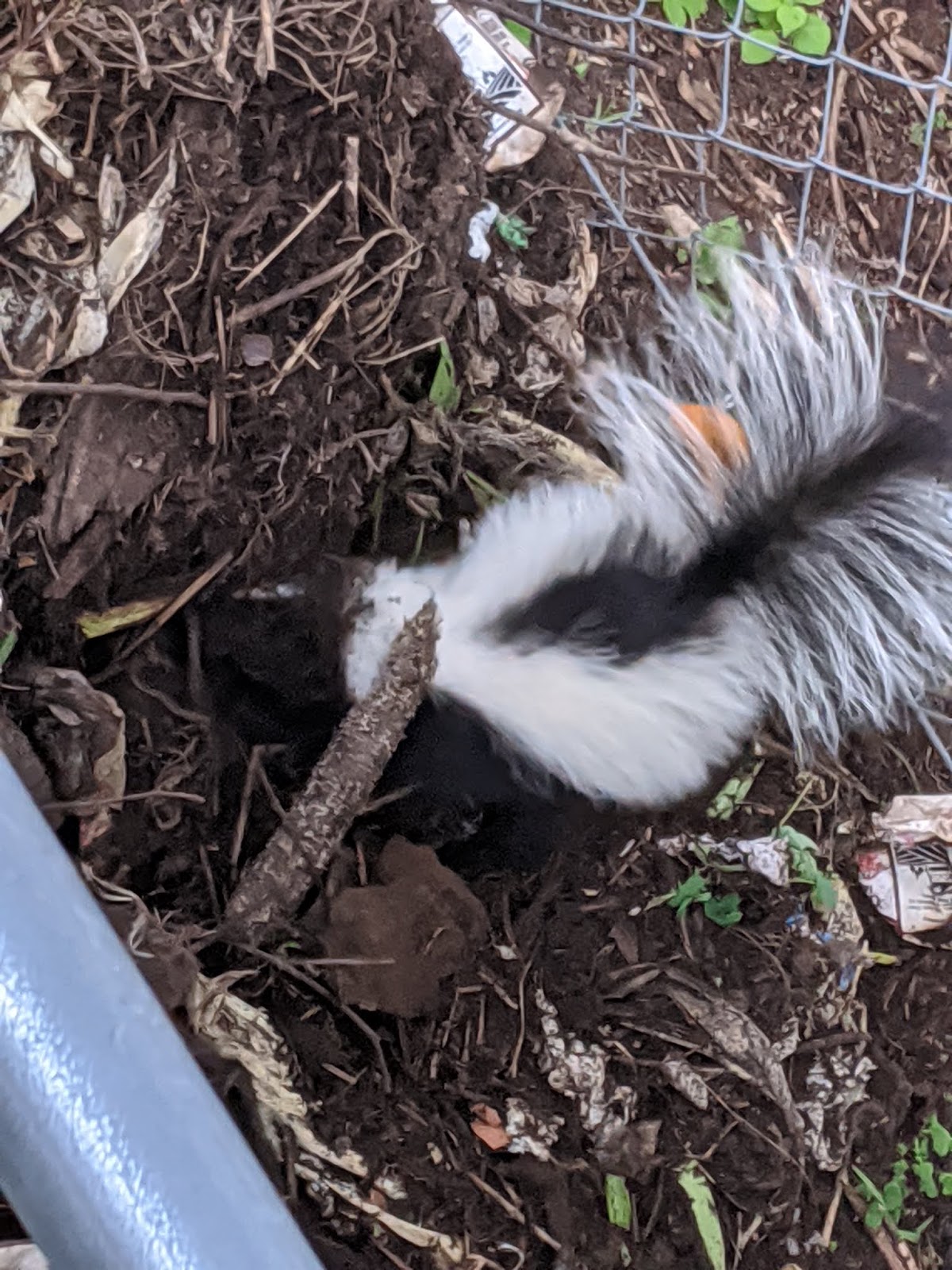Vernon VT Nature Finds Of Compost and Skunks