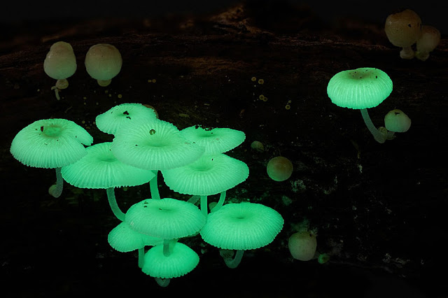 Биолюминесцентные грибы Mycena chlorophos
