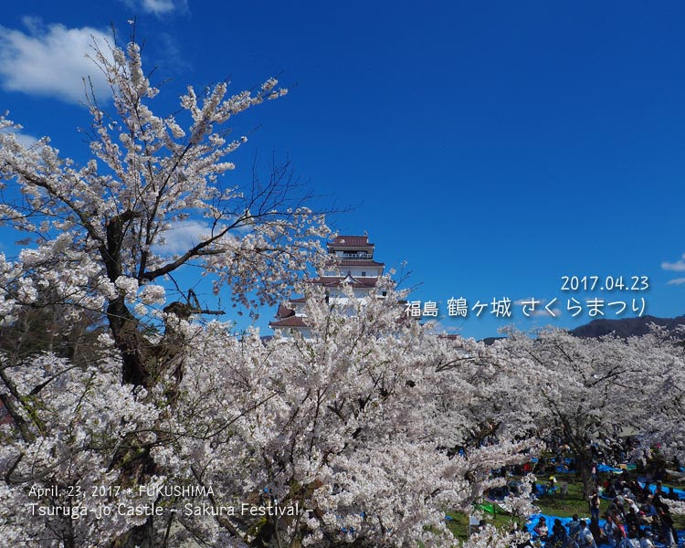鶴ヶ城の桜がすごい！ (2) 西出丸エリア