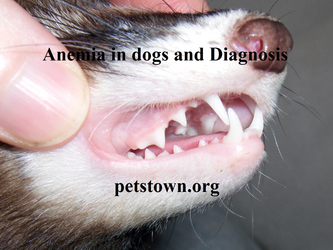 Dog Health & Training Information