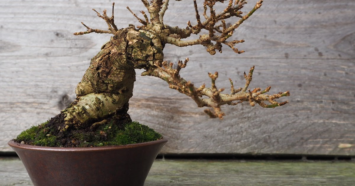 (c) Washi-bonsai.blogspot.com