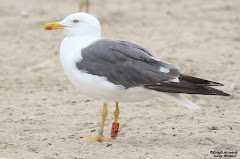 (Larus fuscus Graellsii)Lesser black-backed gull / Gaviota sombria Graellsii / Graellsii Kaio iluna