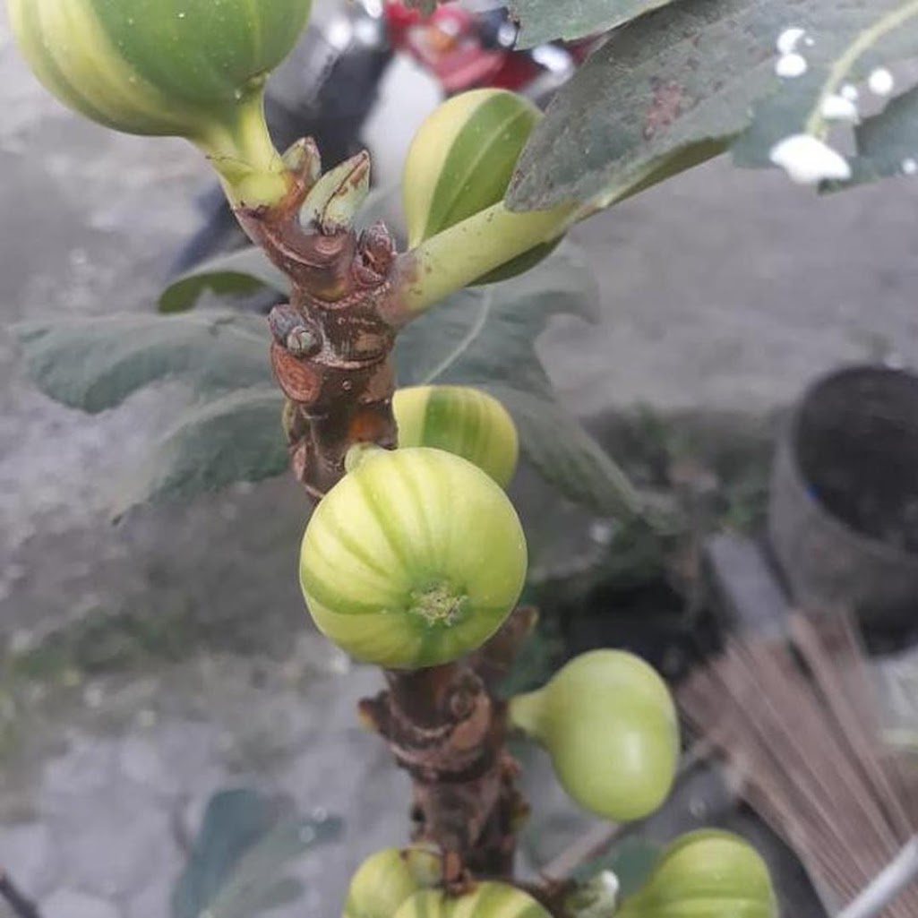 bibit buah Bibit Cuttingan bahan stek buah tin panache tiger belang tanaman hidup Tangerang
