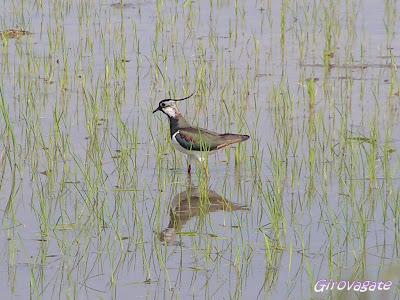 European Birdwatch Lipu Bike Birdwatching