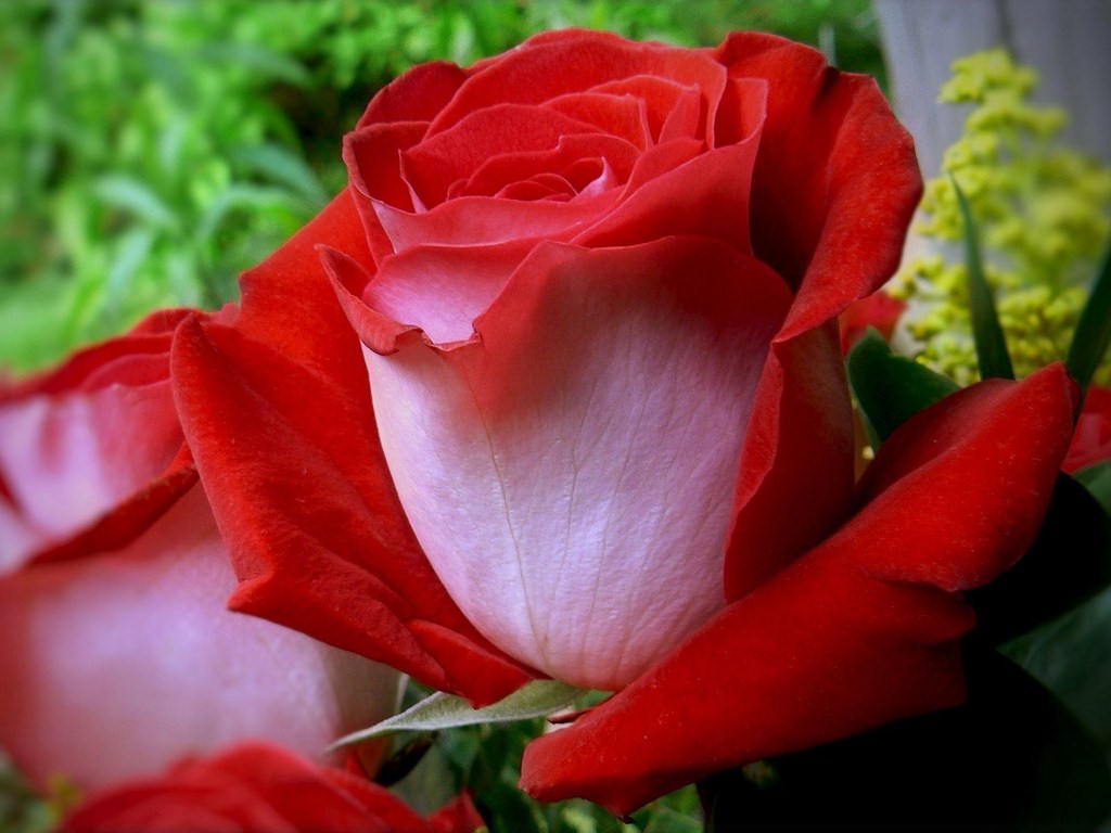Beautiful Red Rose Flowers Wallpapers - Entertainment Only