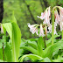 Crinum latifolium The Most Important Herbal Heath Care in The World