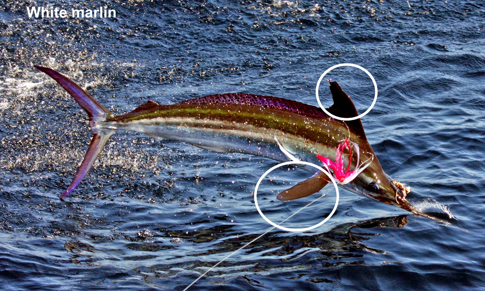 The difference bettwen a blue, white marlin and swordfish Ocean Bounty