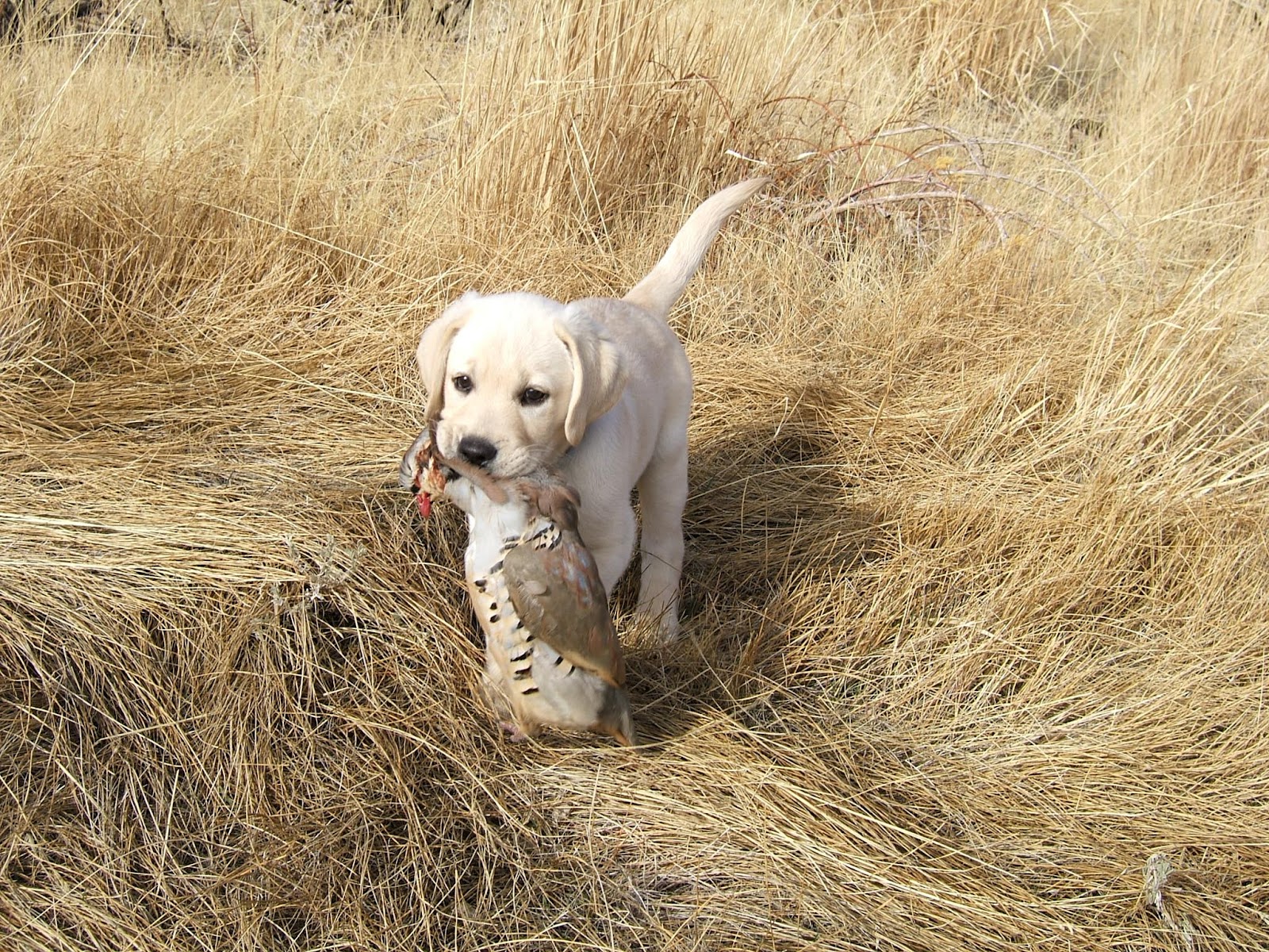 PSICOLMASCOT: Adiestramiento del perro de caza