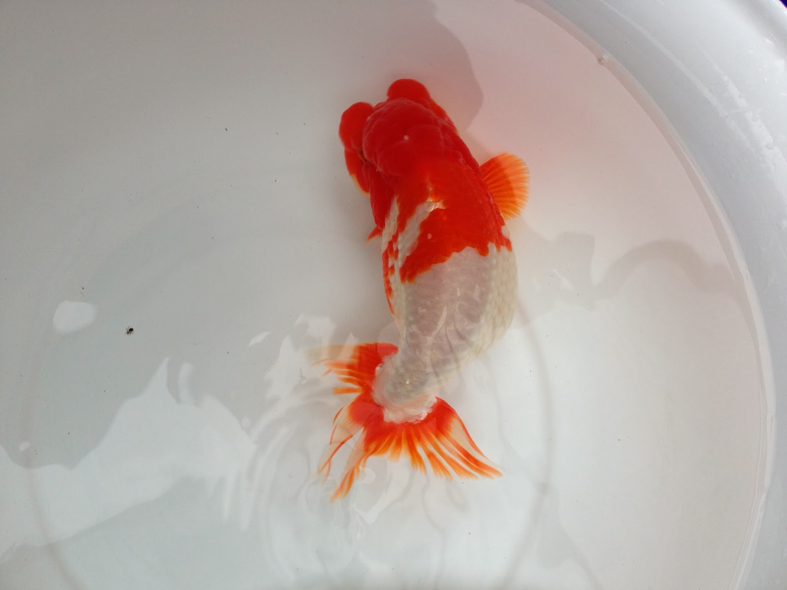 UK Ranchu Adventures Japanese Ranchu for sale UK