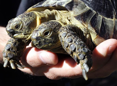 Double Headed Animals. two head one heart, double head, animals with two head