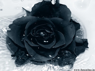 black rose wallpaper