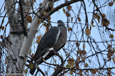 Tudó (Columba palumbus)