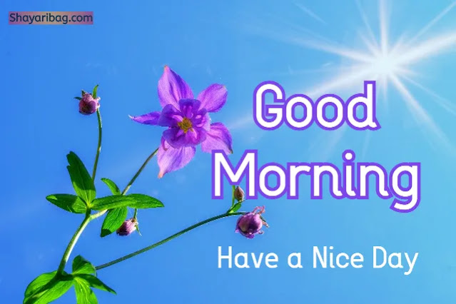 Good Morning Flowers Beautiful Images Good Morning Flowers Beautiful Images
