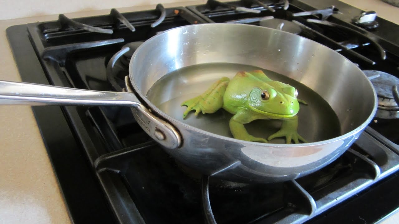 boiling%2Bfrog.jpg