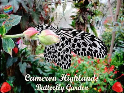 Cameron Highlands, Butterfly Garden
