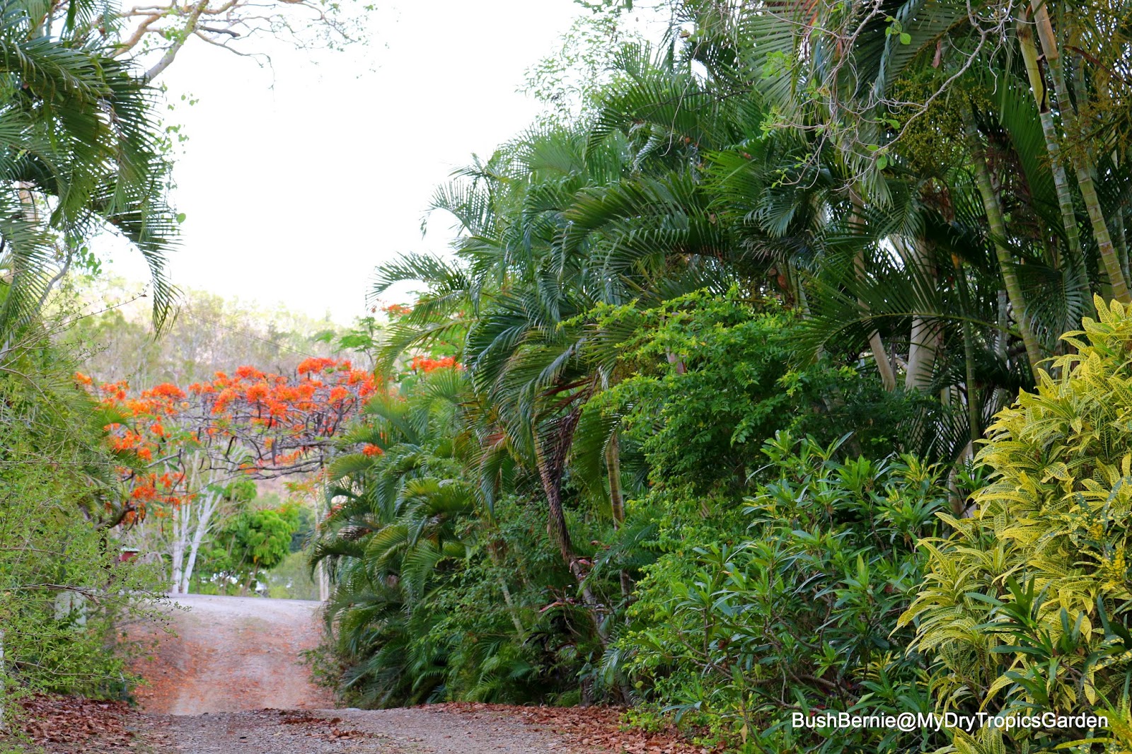 My Dry Tropics Garden Here Comes The Summer My Dry Tropics Garden