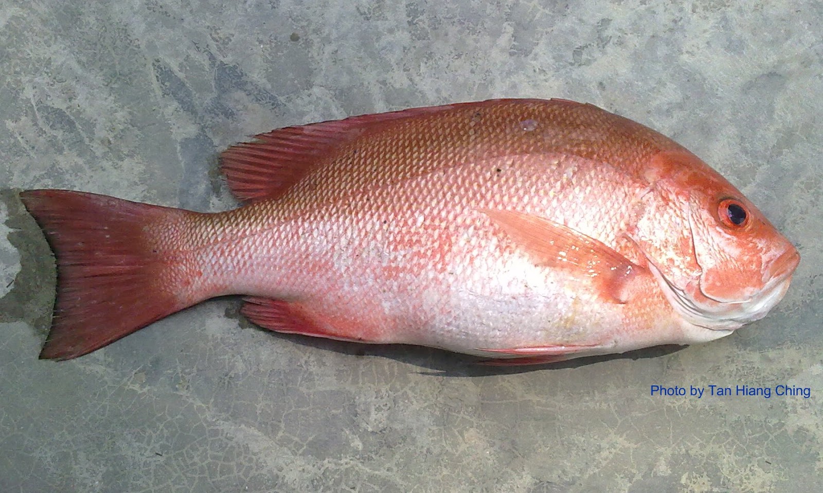 Snapper in chinese