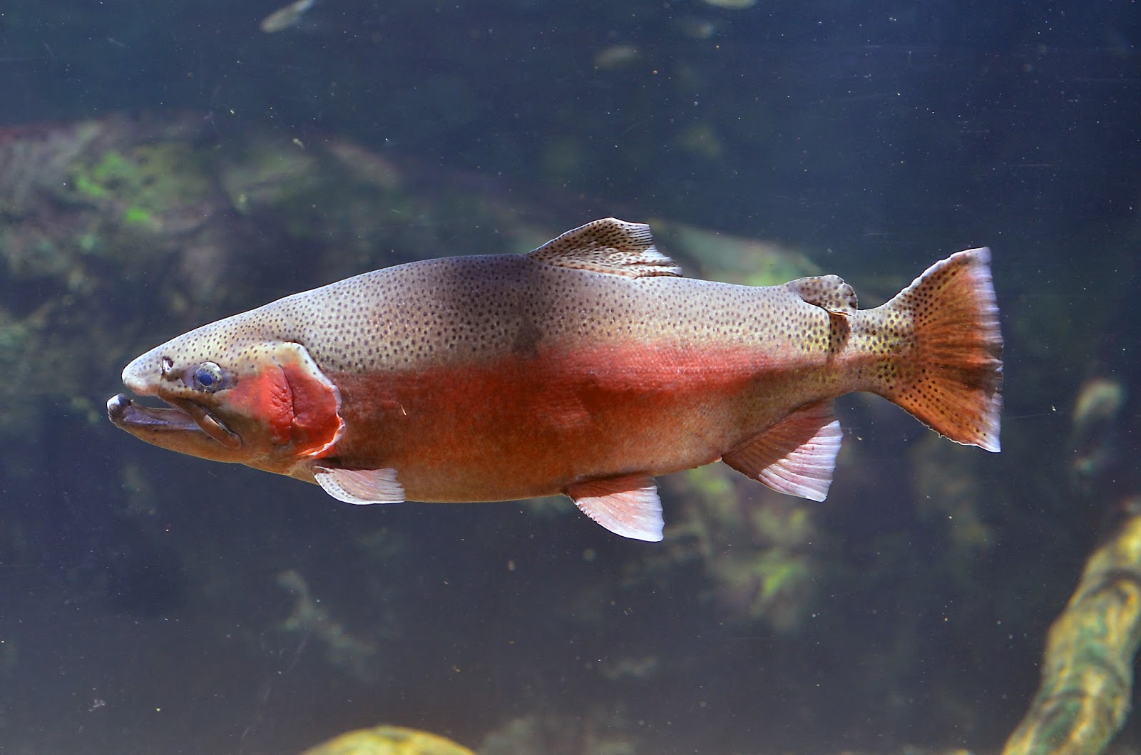 Virginia Fishes Virginia trout Brook, brown, rainbow from the