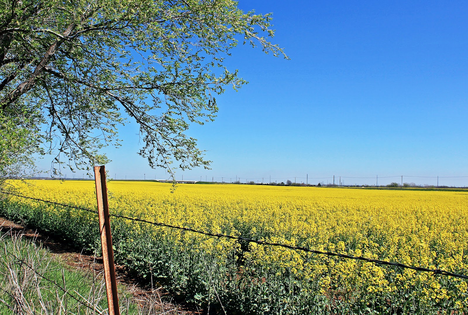 Photos From The Middle of Oklahoma Lovely Spring Crop of Yellow Flowers