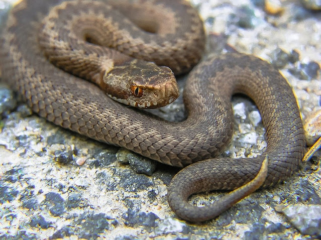 vipera cosa fare in caso di morso