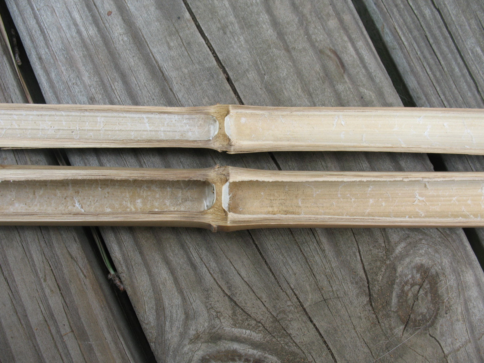 Sensible Survival: Make a River Cane Blowgun