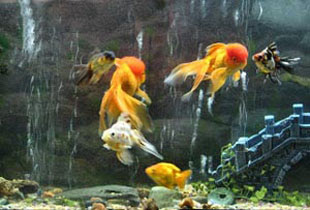 Beautiful Gold fish Hd wallpapers